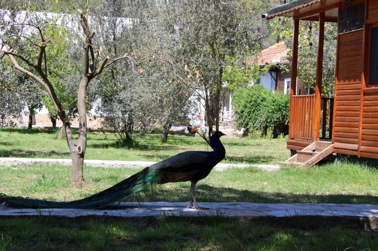شقة Seker Bungalov Çıralı المظهر الخارجي الصورة
